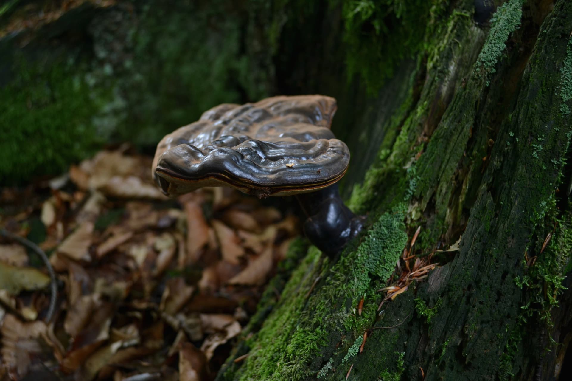 kuca-za-odmor-curl-nature-15.JPG