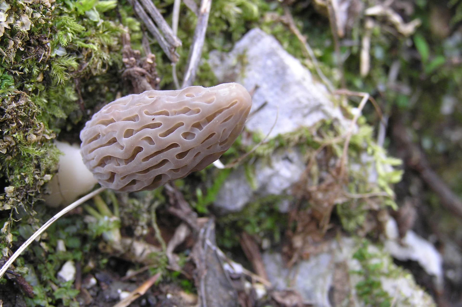 kuca-za-odmor-curl-nature-25.JPG